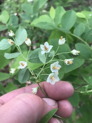 Vaccinium stamineum (deerberry) (alternate view 4)
