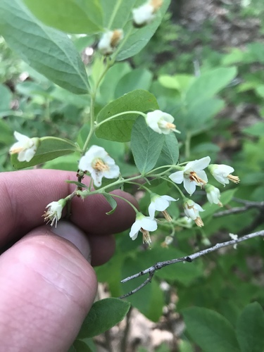 Vaccinium stamineum (deerberry) (alternate view 5)