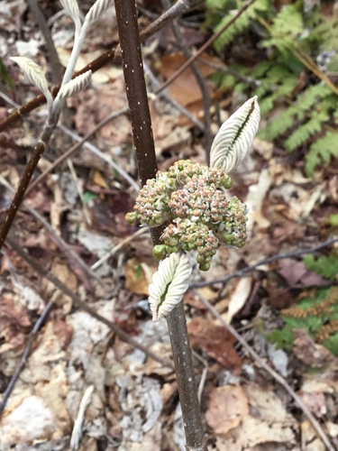 Viburnum lantanoides (hobblebush)