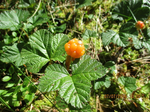 Rubus chamaemorus (cloudberry)