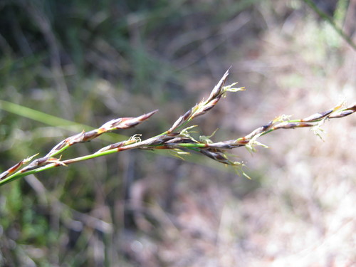 Lepidosperma semiteres (Wire rapier-sedge) (alternate view 3)