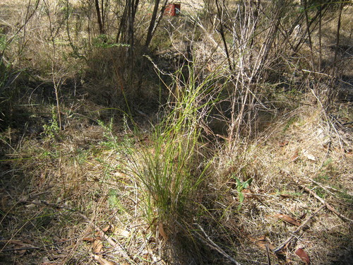 Lepidosperma semiteres (Wire rapier-sedge) (alternate view 4)