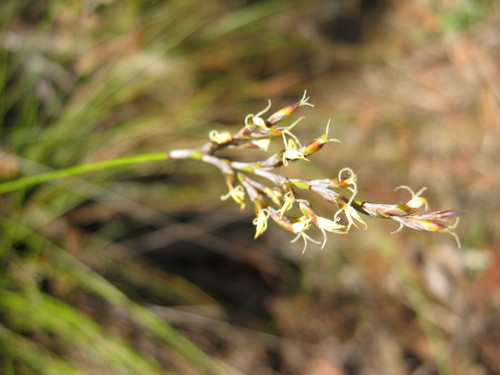 Lepidosperma semiteres (Wire rapier-sedge)