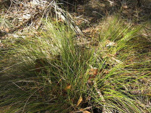 Lepidosperma semiteres (Wire rapier-sedge) (alternate view 2)