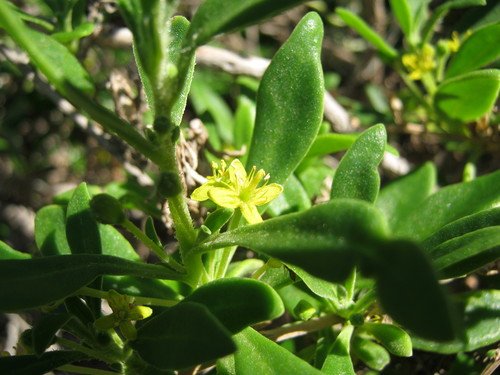 Tetragonia implexicoma (bower spinach) (alternate view 4)