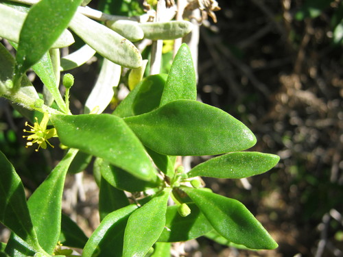 Tetragonia implexicoma (bower spinach) (alternate view 5)