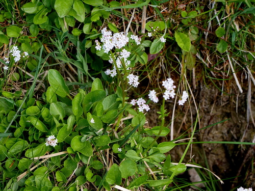 Valeriana dioica (Marsh Valerian)