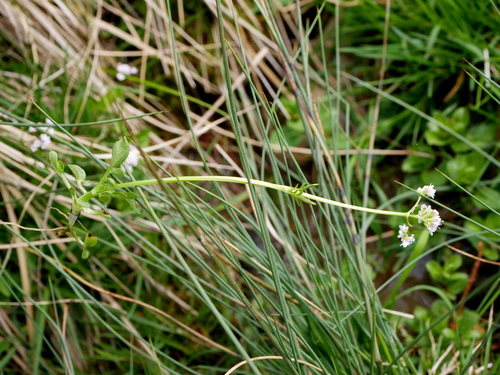 Valeriana dioica (Marsh Valerian)