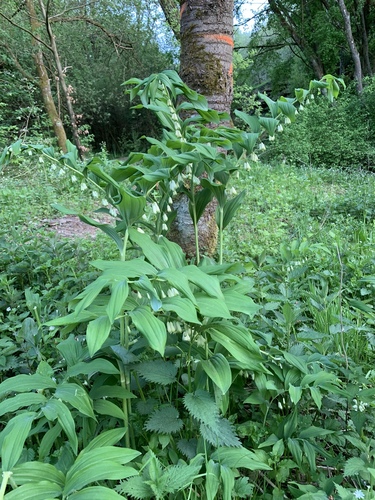 Polygonatum multiflorum (Solomon's-seal)