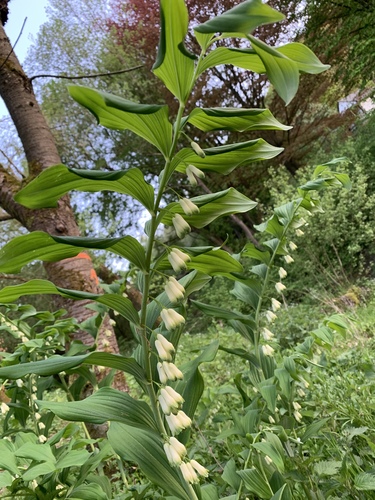 Polygonatum multiflorum (Solomon's-seal)