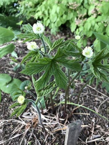 Hydrastis canadensis (Goldenseal) (alternate view 8)