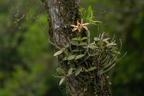 Cattleya (alternate view 4)