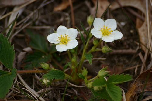 Fragaria virginiana (Mountain Strawberry)