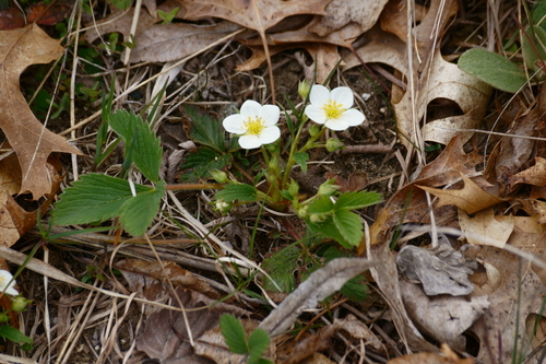 Fragaria virginiana (Mountain Strawberry) (alternate view 2)
