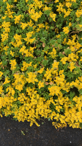 Sedum kimnachii (Kimnach's Stonecrop) (alternate view 4)