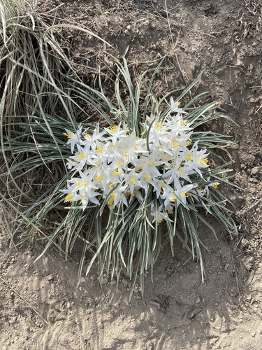 Leucocrinum montanum (common starlily)