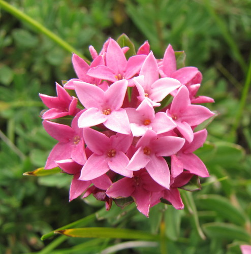 Daphne cneorum (Rose Daphne) (alternate view 2)