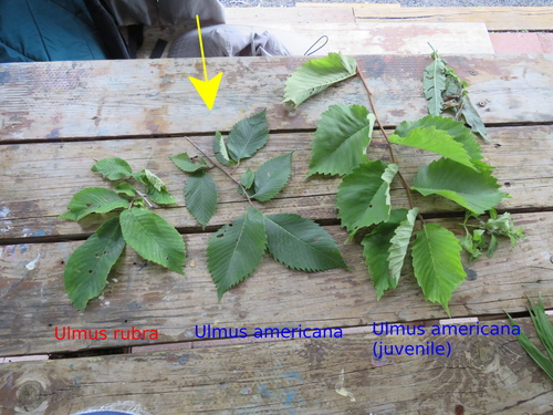Ulmus americana (American Elm)
