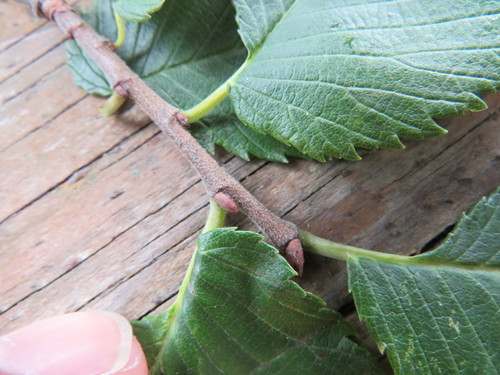 Ulmus americana (American Elm)