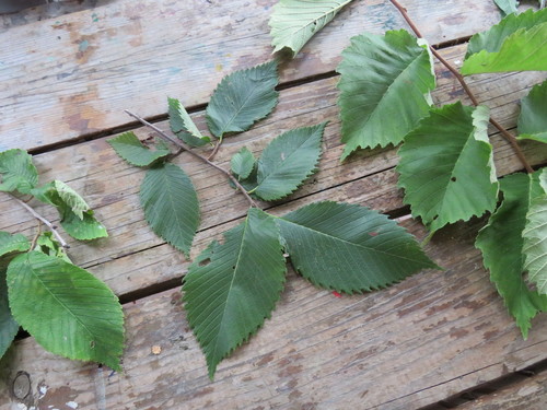 Ulmus americana (American Elm)