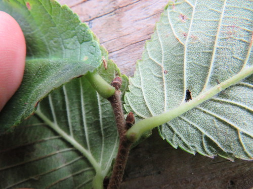 Ulmus rubra (slippery elm) (alternate view 2)