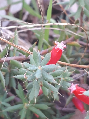 Styphelia humifusa (Cranberry Heath) (alternate view 2)