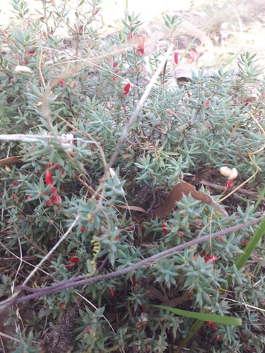 Styphelia humifusa (Cranberry Heath) (alternate view 3)