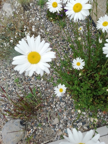 Leucanthemum maximum (max chrysanthemum)