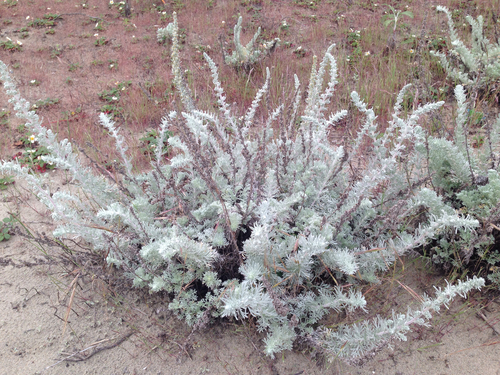 Artemisia pycnocephala (coastal sagewort)
