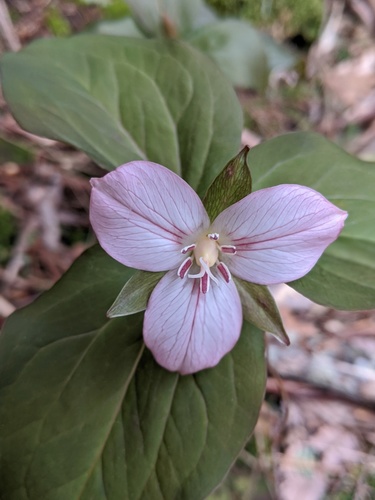 Trillium undulatum (painted trillium)