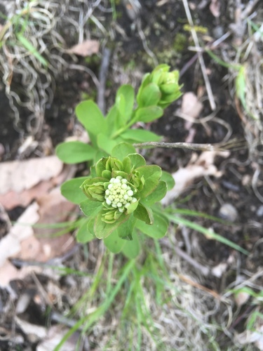 Comandra umbellata (bastard toadflax) (alternate view 10)