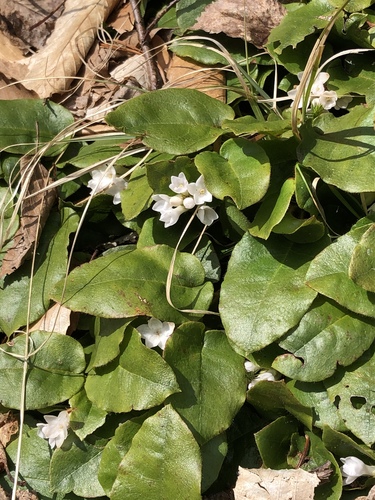 Epigaea repens (trailing arbutus)