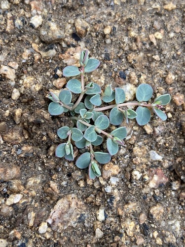 Euphorbia albomarginata (Whitemargin Sandmat) (alternate view 4)
