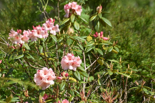 Rhododendron macrophyllum (Pacific Rhododendron) (alternate view 2)