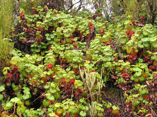 Alchemilla (Lady's-mantles) (alternate view 11)