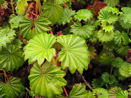 Alchemilla (Lady's-mantles) (alternate view 9)