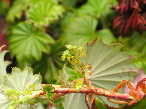 Alchemilla (Lady's-mantles) (alternate view 10)