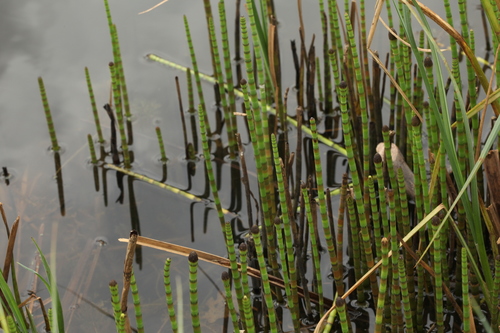 Equisetum fluviatile (water horsetail)