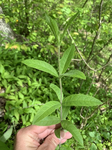 Veronicastrum virginicum (culver's root) (alternate view 2)