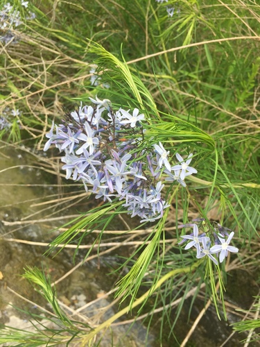 Amsonia hubrichtii (Arkansas Bluestar) (alternate view 2)