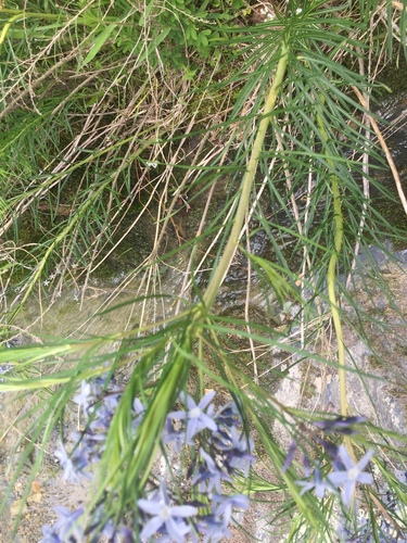 Amsonia hubrichtii (Arkansas Bluestar) (alternate view 3)