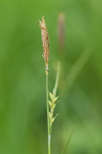 Carex woodii (Wood's Sedge)