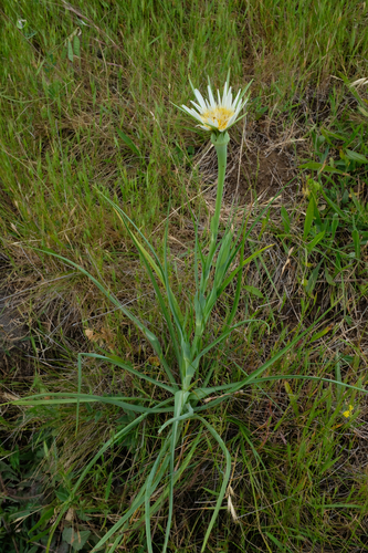 Tragopogon porrifolius (purple salsify)
