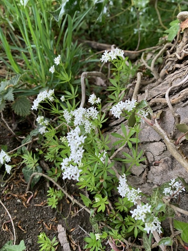 Galium odoratum (sweet woodruff) (alternate view 3)