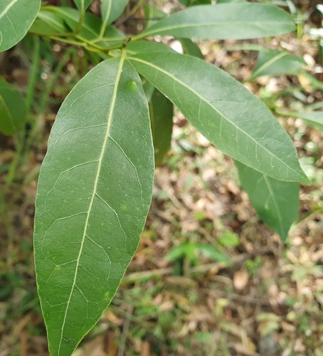 Cryptocarya microneura (murrogun)