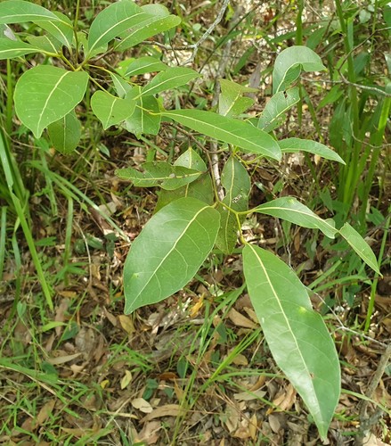 Cryptocarya microneura (murrogun) (alternate view 2)