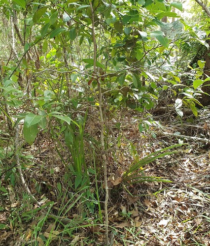 Cryptocarya microneura (murrogun) (alternate view 3)