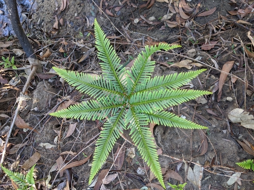 Sticherus flabellatus (Shiny fan fern) (alternate view 10)