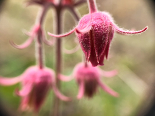Geum triflorum (Prairie Smoke) (alternate view 5)
