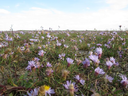 Tripolium pannonicum (Sea Aster)